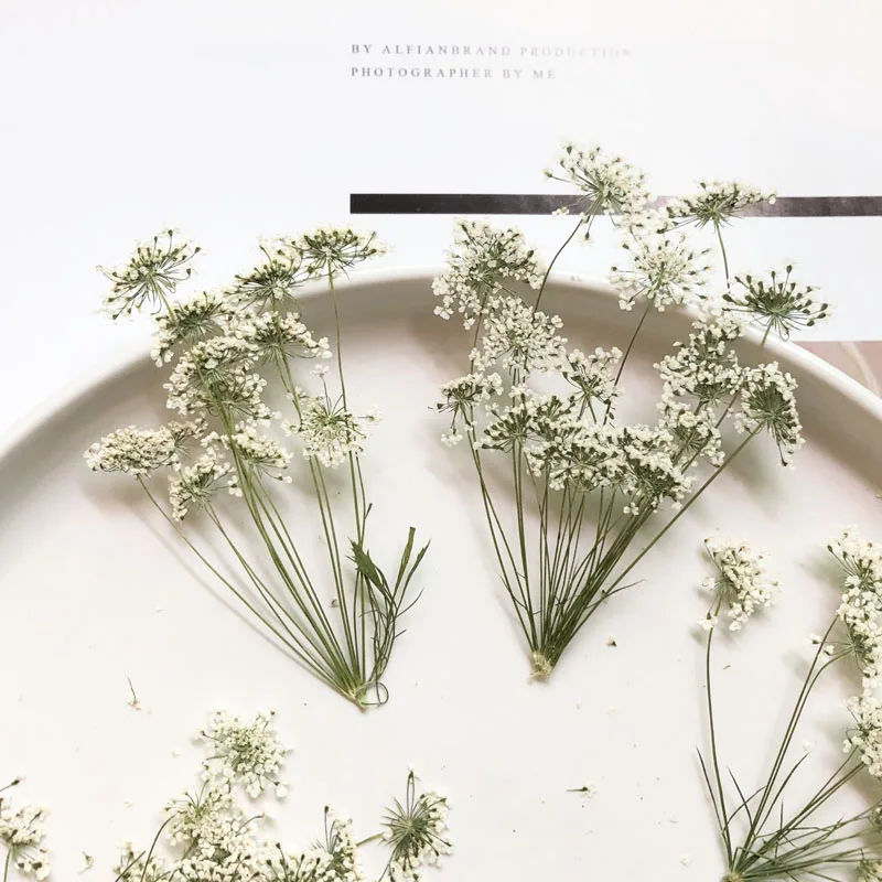 5-7cm/12 peças, flores minúscu - Dried Flower Bulk avaliação e preço