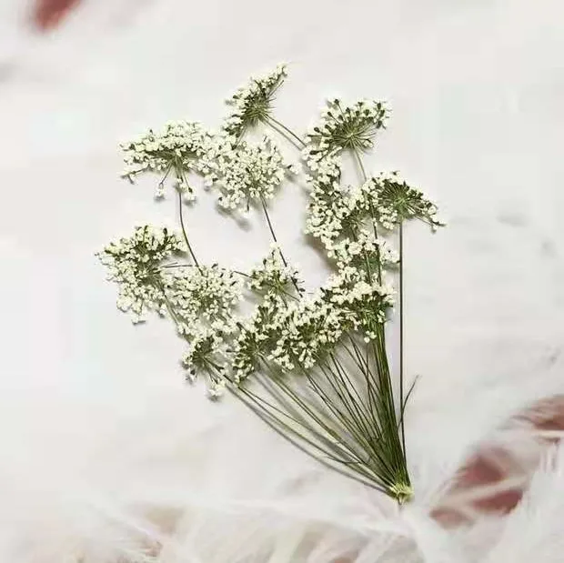 5-7cm/12 peças, flores minúscu - Dried Flower Bulk avaliação e preço