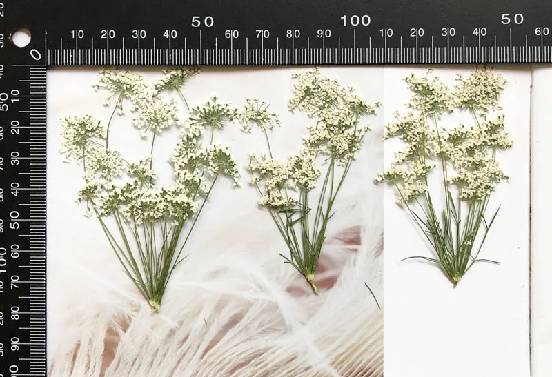5-7cm/12 peças, flores minúscu - Dried Flower Bulk avaliação e preço