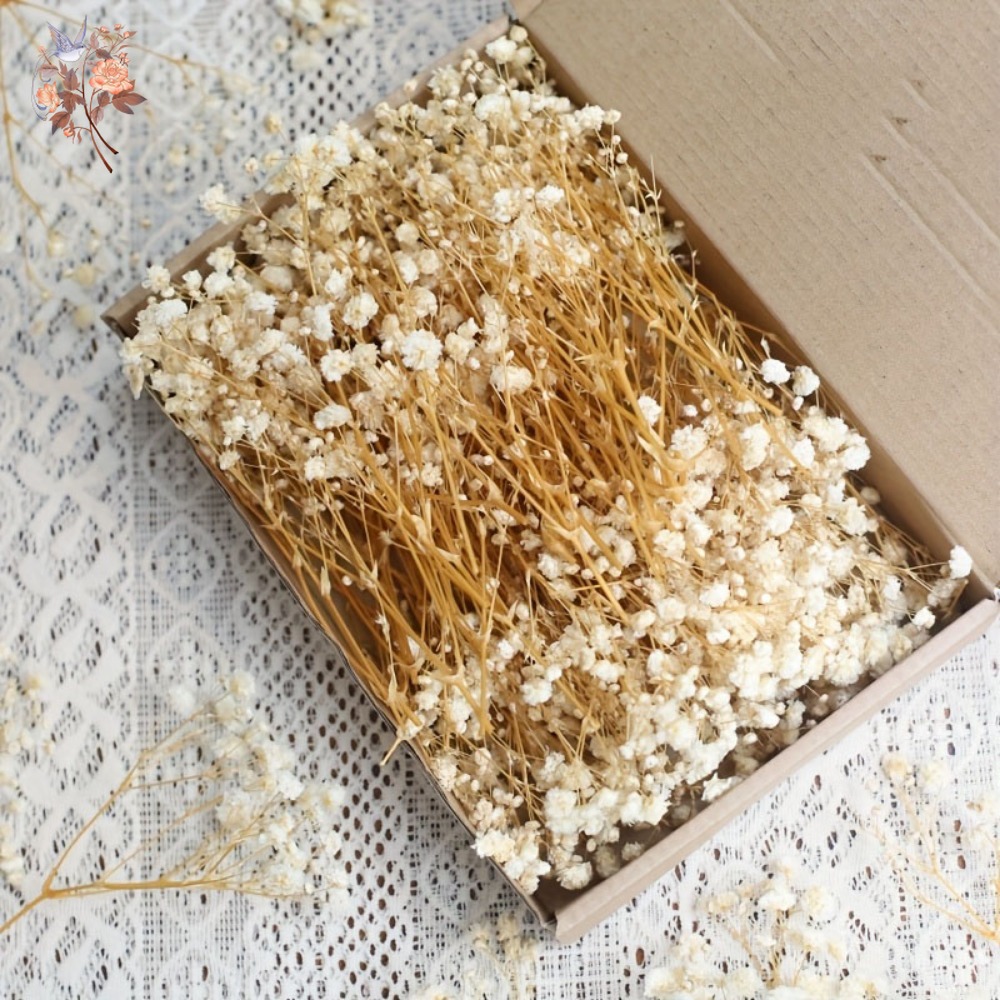 100 Peças de Flores Secas Mini - Dried Flower Bulk avaliação e preço